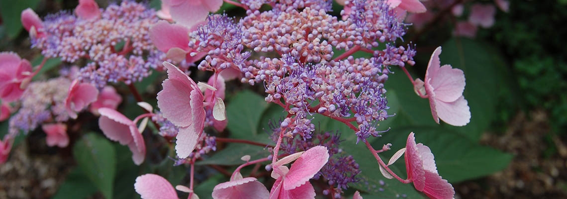 Hydrangea aspera Hot Chocolate e(bloem).jpg